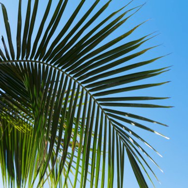 Mavi gökyüzü Asya önünde Tropic palmiye yaprakları