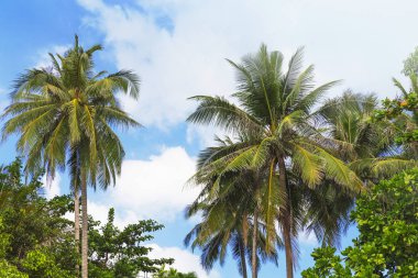 Derin mavi gökyüzü önünde palmiye ağaçları