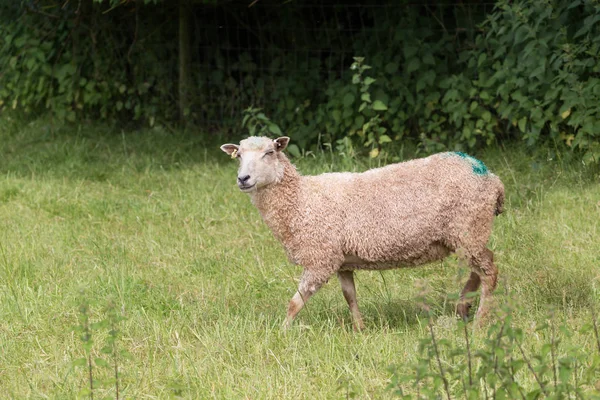 Idillic yatay, koyun, kuzu, ram üzerinde mükemmel bir sulu yeşil çim alanlar ve hills yakınlarında okyanus, Cornwall, İngiltere, Amerika Birleşik Devletleri