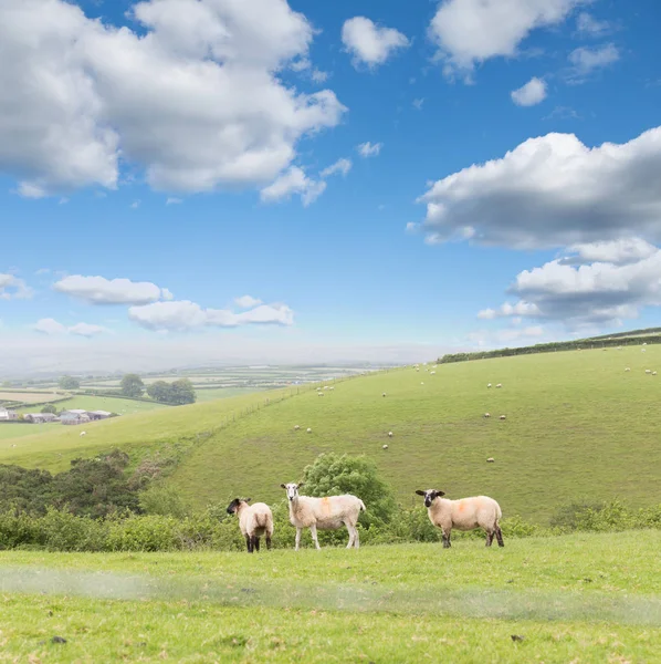 Paisaje Idílico Con Ovejas Corderos Carnero Una Hierba Verde Jugosa — Foto de Stock