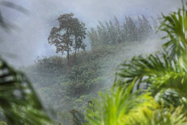 Yağmur ve beyaz sis sis tropik orman
