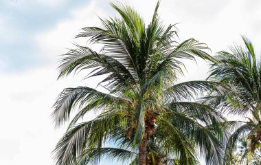 Mavi gökyüzü önünde tropikal egzotik mükemmel palmiye ağaçları