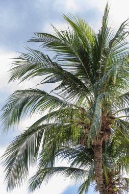 Mavi gökyüzü önünde tropikal egzotik mükemmel palmiye ağaçları