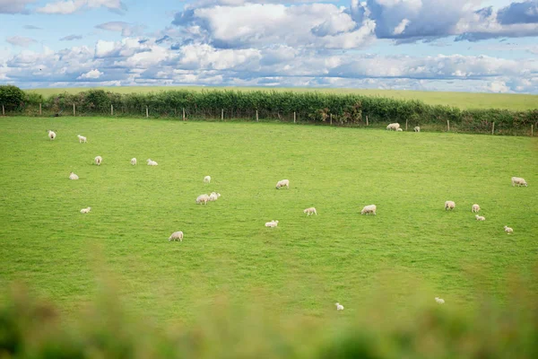 Idillic Landskap Med Får Lamm Ram Perfekt Saftigt Grönt Gräs — Stockfoto