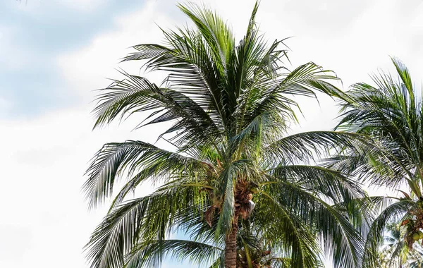 Mavi gökyüzü önünde tropikal egzotik mükemmel palmiye ağaçları