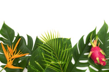 Still life fotoğraf tropikal konsepti ile sınır monstera yaprak w