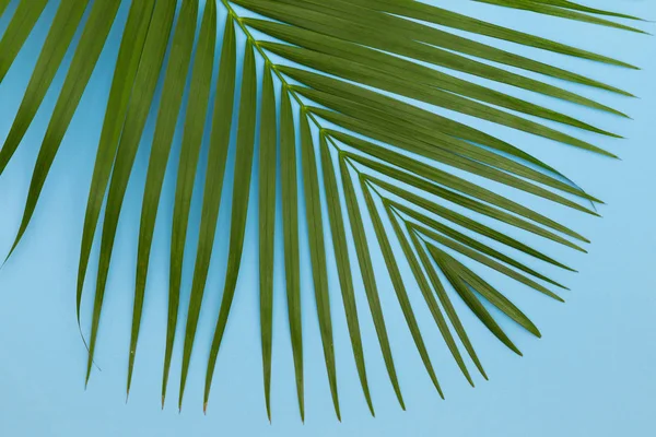 Натюрморт кольоровий фото листя пальми на синьому фоні вид зверху ф — стокове фото