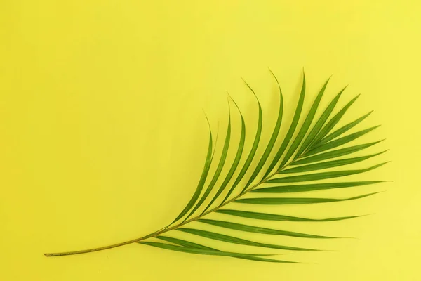 Stilleven kleur foto palmtak op gele achtergrond bovenaanzicht — Stockfoto