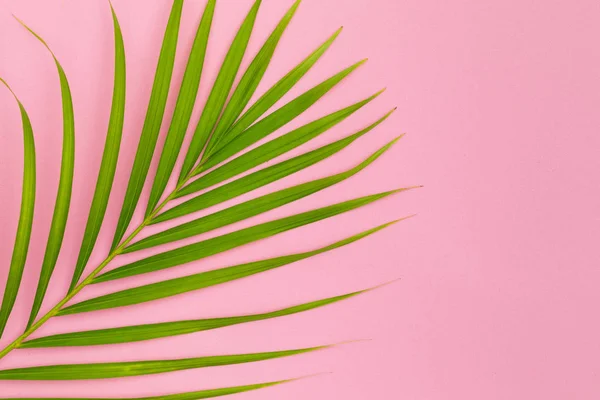 Stilleven kleur foto palmtak op roze achtergrond bovenaanzicht fl — Stockfoto