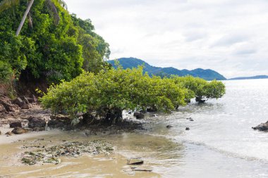 Çevre sorunu okyanus kirliliği atık Concept - mangrov orman