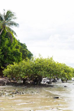 Çevre sorunu okyanus kirliliği atık Concept - mangrov orman