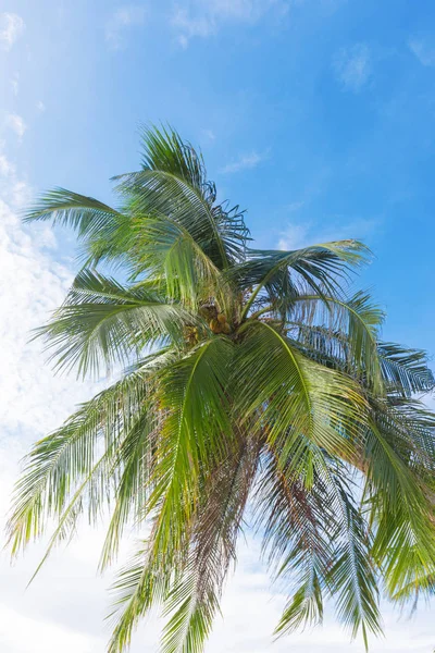 Пальмовые листья перед небом — стоковое фото