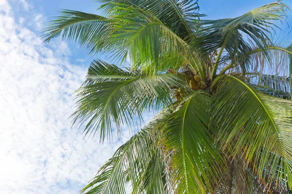 Palmblätter Vor Blauem Himmel — Stockfoto
