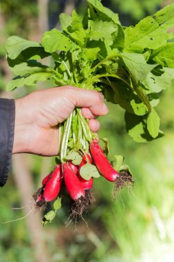Taze turp sebze Bahçe outd adam elinde ürün hasat