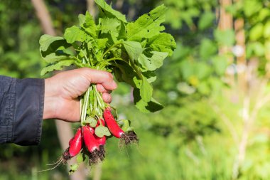 Taze turp sebze Bahçe outd adam elinde ürün hasat
