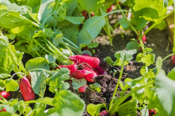 Legumes de rabanete fresco colheita colheita no jardim ao ar livre — Fotografia de Stock