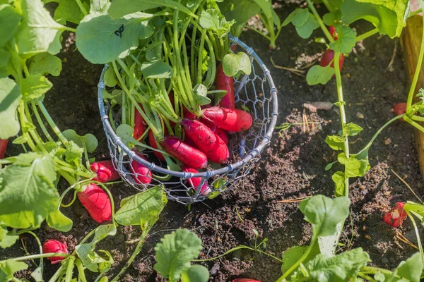 Coltivazione di verdure di ravanello fresco raccolto in giardino all'aperto — Foto Stock