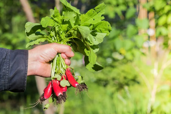 Taze turp sebze Bahçe outd adam elinde ürün hasat