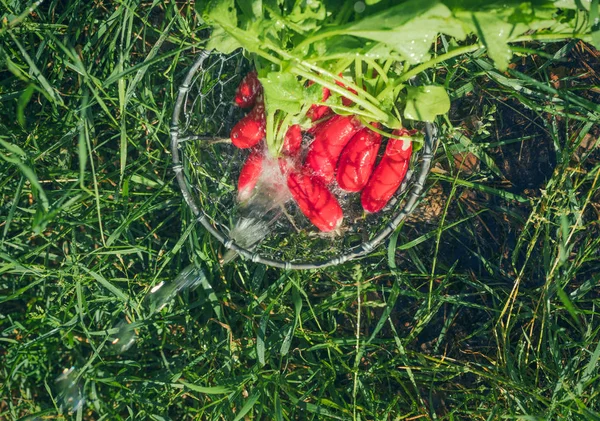 Legumes de rabanete fresco colhem lavagem de água da cultura no jardim — Fotografia de Stock