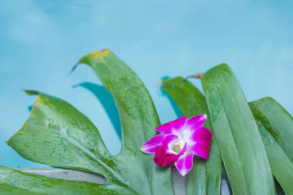 Frangipani orchidea fiore tropicale sfondo in blu nuoto po — Foto Stock