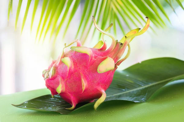 Świeży, smaczny tropic, owoc smoka pitahya egzotycznych dragon w pobliżu pal — Zdjęcie stockowe