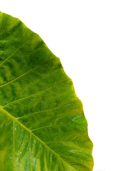 Tropisch groene blad op witte achtergrond — Stockfoto