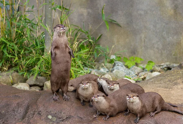 Lovely Pretty Playful Otters Have Fun Outdoors Nature — Stock Photo, Image