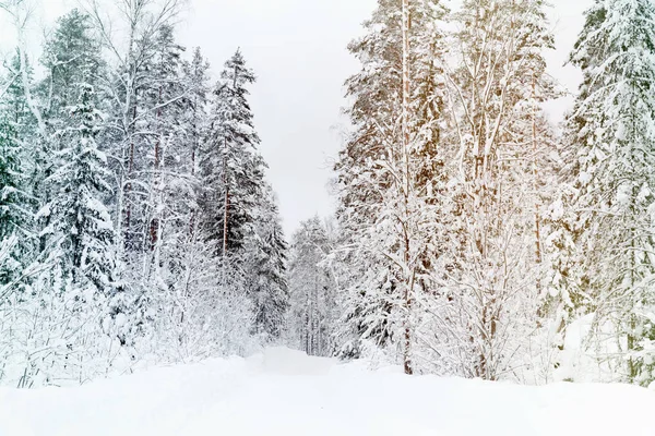 Russian Winter Forest Road Snow Ice White — Stock Photo, Image