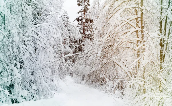 Skogsväg Ryska Vintern Snö Och Vit — Stockfoto