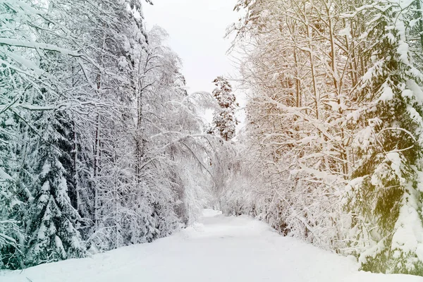 Skogsväg Ryska Vintern Snö Och Vit — Stockfoto