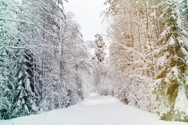 Russische Winterwaldstraße Schnee Und Eis Weiß — Stockfoto