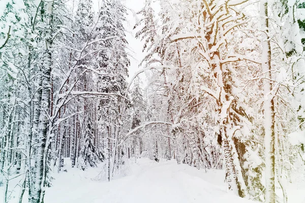 Russian Winter Forest Road Snow Ice White — Stock Photo, Image