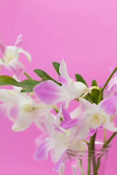 Fresh Pink Orchid Flower Purple Background — Stock Photo, Image