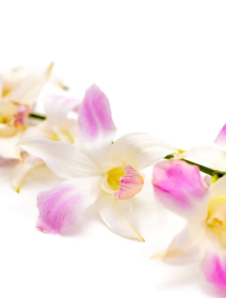 Svěží Růžová Orchidej Květina Bílém Pozadí Stock Obrázky