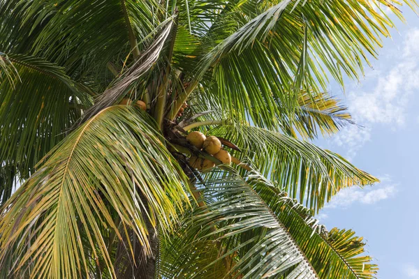 Зеленая Пальма Кокосами — стоковое фото