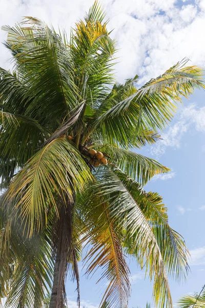 Palmera Verde Con Coco —  Fotos de Stock