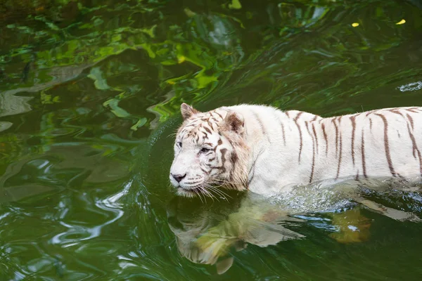 Ativo Albino Tigre Branco Livre — Fotografia de Stock