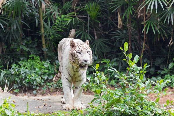 Tigre Blanc Albinos Actif Extérieur — Photo