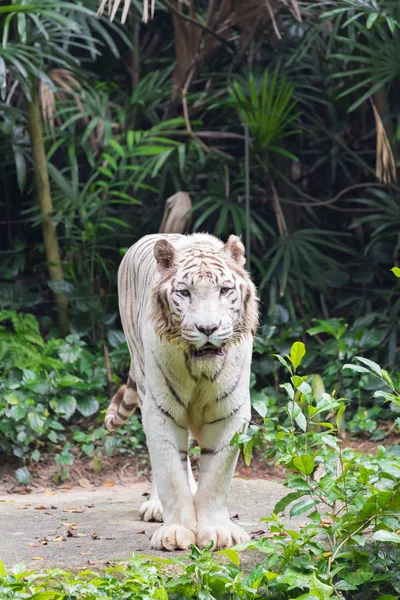 Aktiver Albino Weißer Tiger Freien — Stockfoto