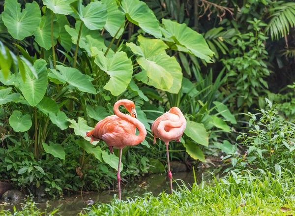 Twee Roze Flamingo Staande Waterpark — Stockfoto