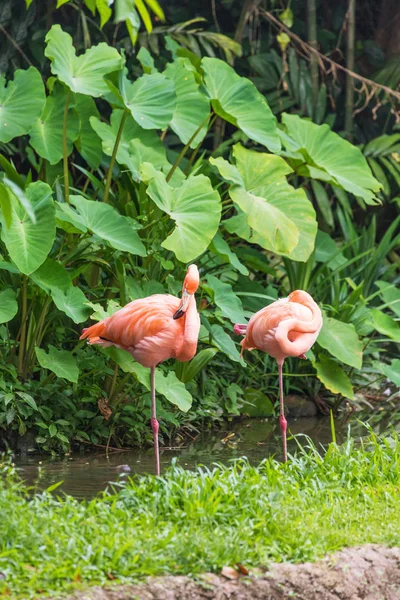 Twee Roze Flamingo Staande Waterpark — Stockfoto