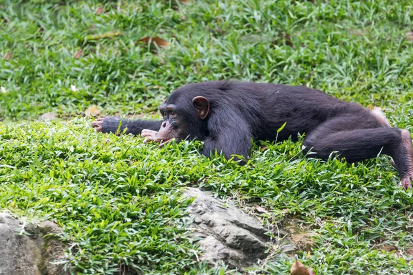 chimpanzee lying and relax on a green grass