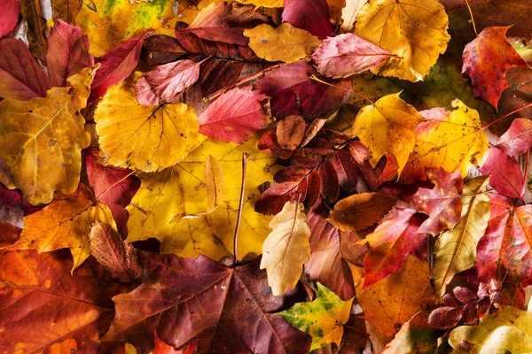 Arka plan sezon tasarım konsepti sonbahar sonbahar yaprakları