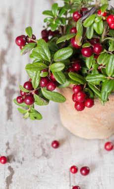 ahşap arka plan üzerinde taze kızılcık