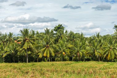 Palm grove ve pirinç alanları ile tropikal peyzaj