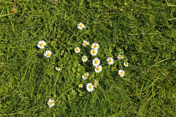 Prairie Tapis Fleurs Marguerite Verte Printemps — Photo