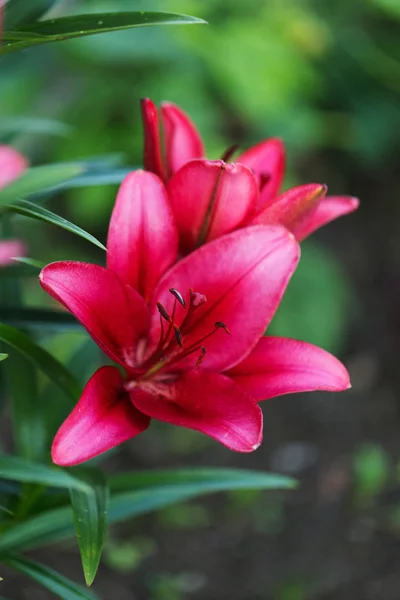 Rosa Lilja Blomma Våren Trädgården — Stockfoto