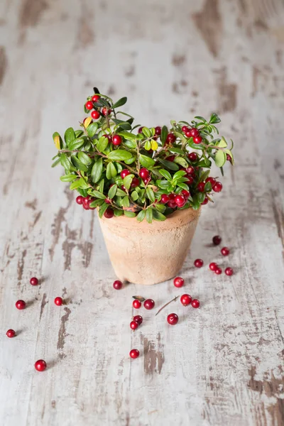 Cranberries Frescas Fundo Madeira — Fotografia de Stock