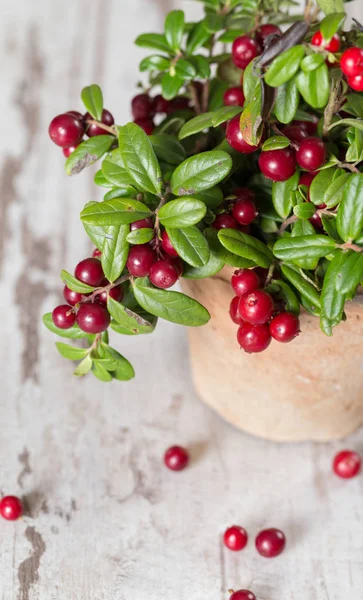 Frische Preiselbeeren Auf Einem Hölzernen Hintergrund — Stockfoto