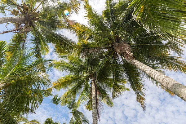 Perfekte Palmen Vor Dem Himmel — Stockfoto